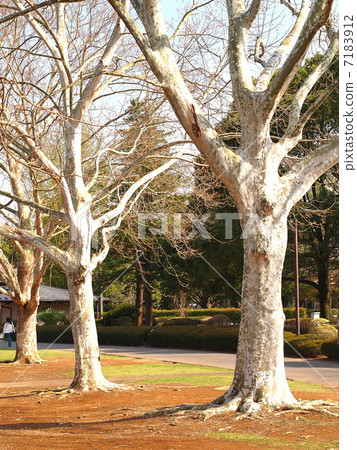 普拉坦 普拉坦 7183912