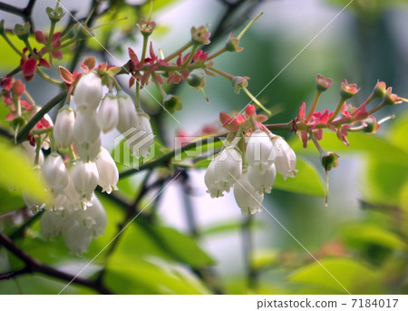 藍莓花 7184017