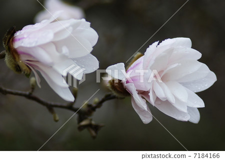 辣粉紅色的花朵開始綻放 7184166