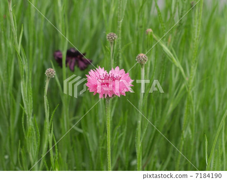 Pink and purple Yaguries masso (lateral position) Pink and purple Yaguries masso (lateral position) 7184190