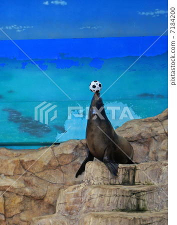 Sea lion Sea lion 7184200