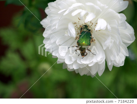 Flower of anemone and golden gourd (Hanamuguri) - Stock Photo [7184220] -  PIXTA