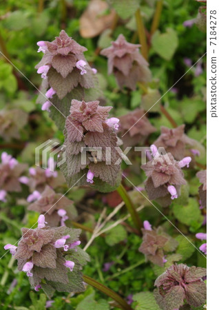 Hotokenoza（雜草） 7184278