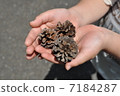 Pinecone 7184287