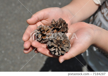 Pinecone 7184287
