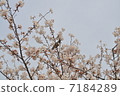 Birds and cherry blossoms 7184289