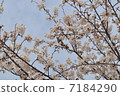 Cherry blossoms and birds 7184290