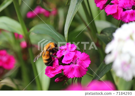 大黃蜂　 7184293