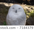 White Owl 7184379