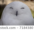 White Owl 7184380