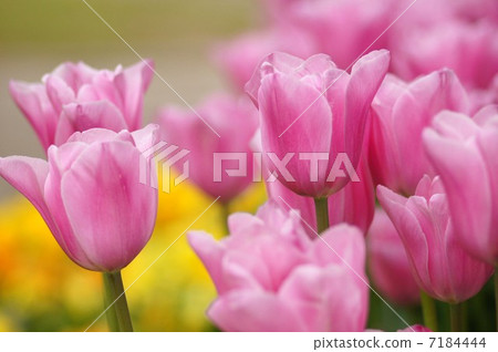 Tulip 7184444