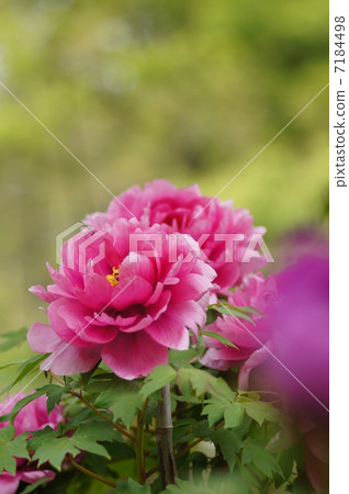 Button flower Button flower 7184498