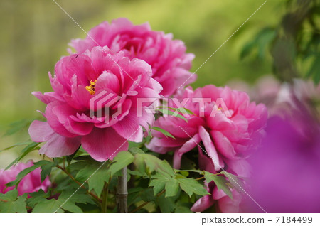 按鈕花 按鈕花 7184499