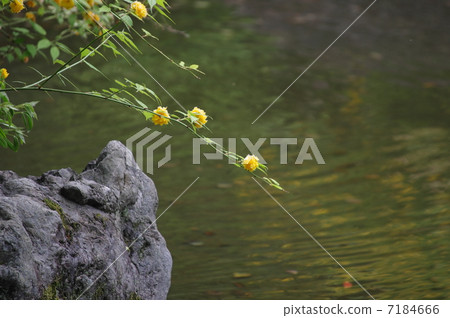 Yae Yamabuki在池塘上空 Yae Yamabuki在池塘上空 7184666