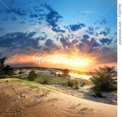 Vegetation in the desert 7184790