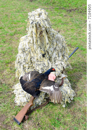 hunter in camouflage with a gun holds grouse 7184905