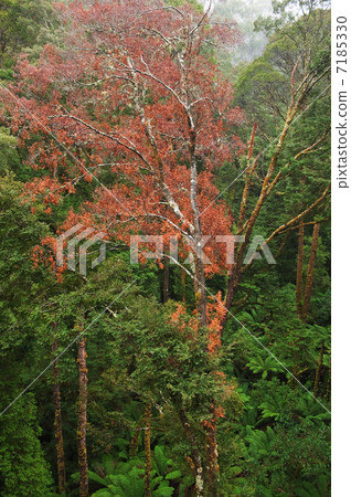 Rainforest view 7185330