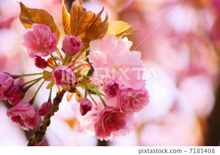 Sakura Kanzan Flower語言：優秀的美麗Prunus serrulata Kanzan 7185408