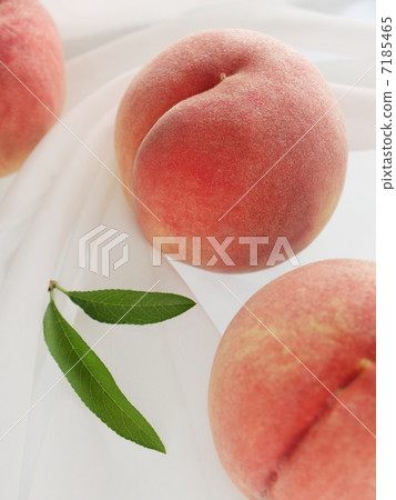 桃 桃 7185465