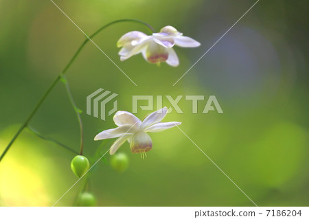 White flower of Rhesus Shuma 7186204