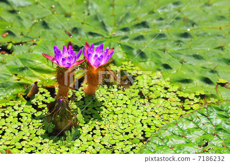 Two flowers of onibasu Two flowers of onibasu 7186232