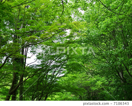 Fresh green tunnel 7186343