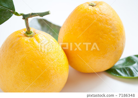 Kawachi Kanbai 7186348