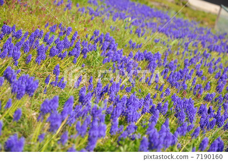 Muscari's blooming field Muscari's blooming field 7190160