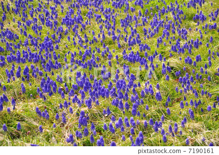 Muscari's blooming field 7190161