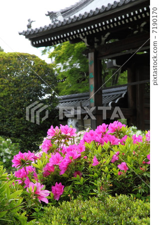 Azalea of Myomonji 7190170