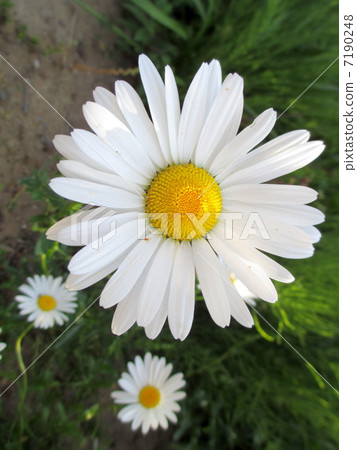White flowers Margaret 7190248