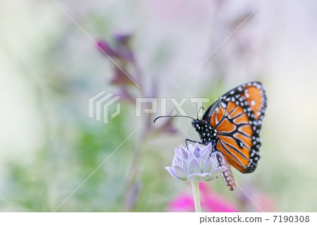 Black Cathedral 7190308