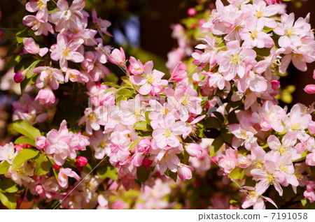 Princess apple flower language: temptation The Wild Apples 7191058