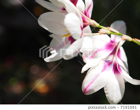 Yalisuisen 7191091