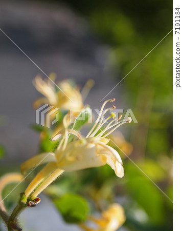 金銀花 金銀花 7191184