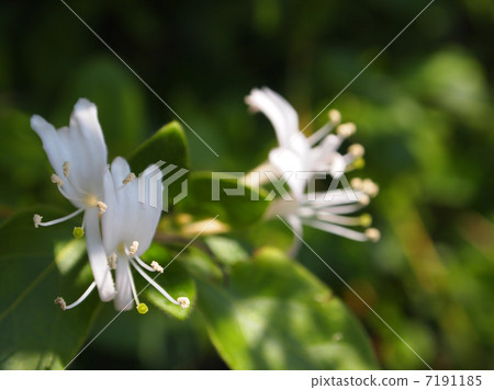 金銀花 金銀花 7191185