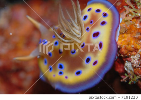 Nuushi Nuushi 7191220