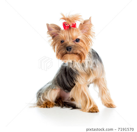 puppy yorkshire terrier isolated on white background 7191570