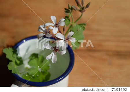 Apple geranium 7191592