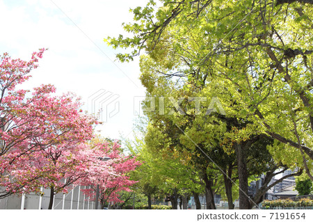 Cherry Blossoms Cherry Blossoms 7191654