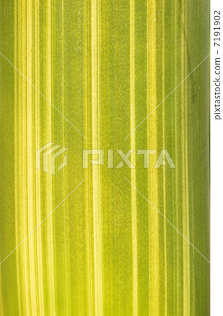 Bamboo surface 7191902