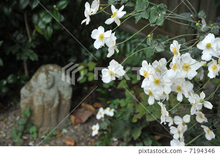 奈良Gosei-ji寺菊花的秋天 7194346