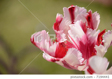 Churiff Churiff 7194441