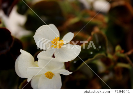 秋海棠 秋海棠 7194641