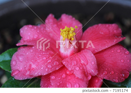 山茶花山茶花 7195174