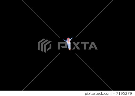 Clione Clione 7195279