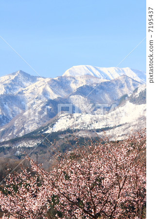 Nagano Prefecture Sakae Village Oyo Yamazakura Blooming Akiyama Township 7195437