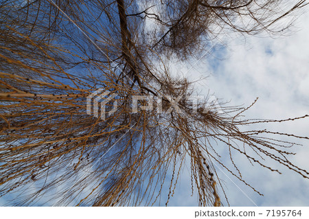 Willow tree branch on a background of blue sky and clouds. 7195764