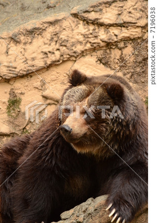 Brown bear 7196038