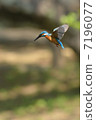 Hovering the jade 7196077